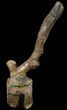 Tall Kritosaurus Caudal Vertebrae - Aguja Formation #38971-5
